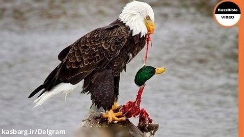 مستند شکار حیوانات . زمانی که عقاب به قاتل اردک تبدیل می شود