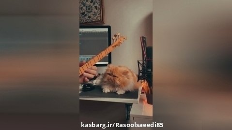 گیتار زدن گربه غمگین