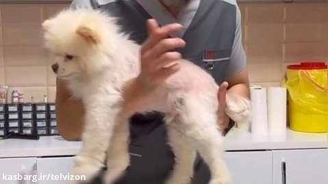توضیح بیماری کوشینگ که باعث کچلی در سگ ها میشه