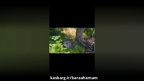 پلنگ ایرانی