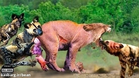 حیات وحش | سگهای وحشی و کفتارها متحد میشوند برای حمله به شیرها