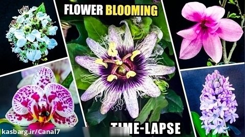 مراحل رشد ده شکوفه زیبا در 200 ثانیه - گل و گیاه زینتی