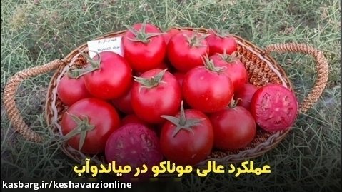 باردهی عالی گوجه موناکو در آذربایجان غربی