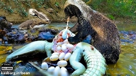 سمور شکم تمساح رو پاره کرد و تخم های درون آن را بلعید | دنیای حیات وحش