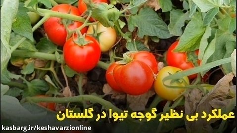 بذر گوجه تیوا در استان گلستان