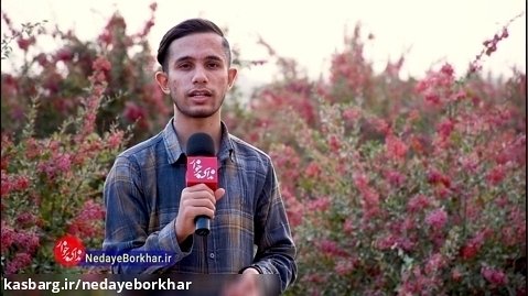 برداشت زرشک در باغ 3 هکتاری پدر زرشک اصفهان