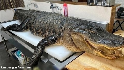 برش زدن ماهرانه تمساح 120 کیلوگرمی توسط استاد ژاپنی