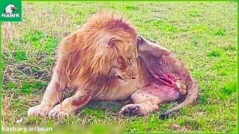 نبرد حیوانات / شیر در یک نبرد سخت بشدت مجروح میشود/ مستند حیات وحش