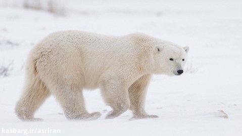 وقتی خرس قطبی دلش برای شکار کردن تنگ می شود