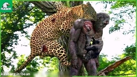 پلنگ یک میمون مادر را شکار میکند و به بالای درخت میرود / جنگ و نبرد حیوانات
