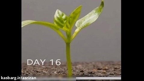 فرایند رشد یک گیاه در 60 روز