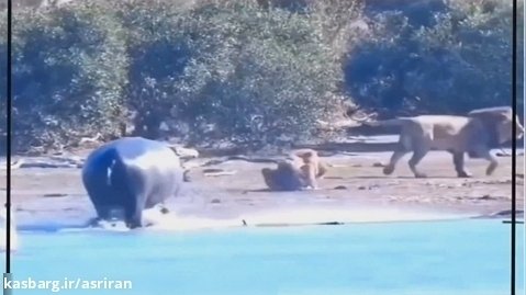 نجات جان شیر تنها توسط اسب آبی