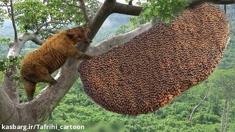 حیات وحش 2023 - حمله باورنکردنی خرس به لانه زنبور عسل!