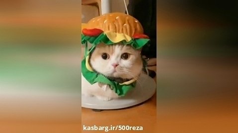 گربه با لباس همبرگر