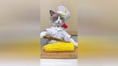 گربه آشپز حتما ببینید بامزه