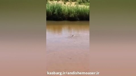 شکار پانگولین توسط تمساح
