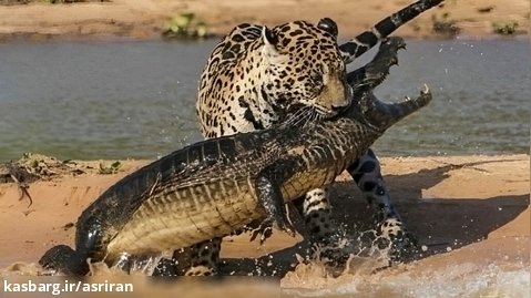 حمله جگوار به تمساح کایمن ؛ وقتی شکارچی طعمه می شود