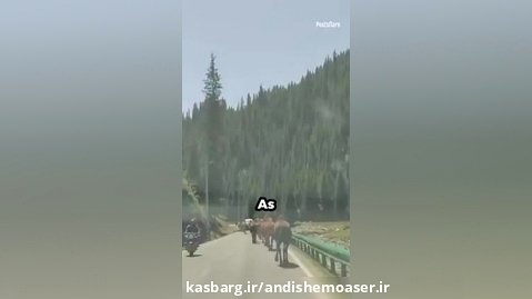 محافظت عجیب اسب از گله خود در برابر ترافیک