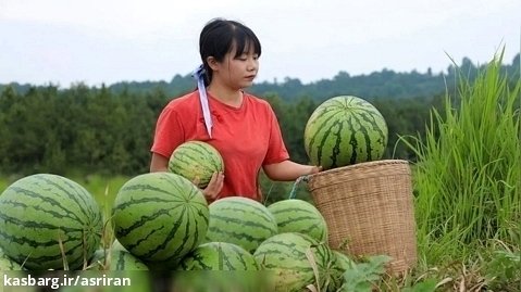 برداشت تماشایی هندوانه از مزرعه و تهیه دسر با آن توسط دختر روستایی چینی