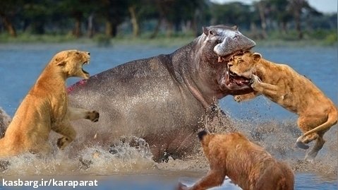 نبرد در لجن! | کرگدن عصبانی سر شیر را گاز گرفت | جنگ و نبرد حیوانات | حیات وحش