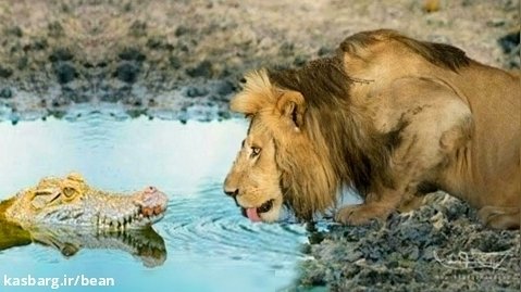 شیرها تصمیم گرفتند کوروکودیل ها را از بین ببرند | مستند حیات وحش