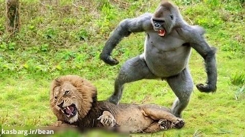 نبرد گوریل ها و شیرها / قدرت نمایی گوریل ها در مقابل شیرها / نبرد حیوانات