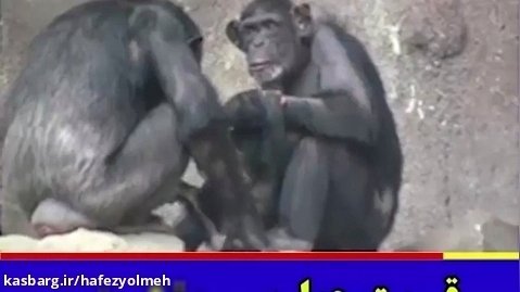 ج 13 _رد نظریه داروین در تکامل انسان از میمون