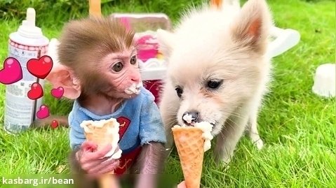 برنامه کودک بچه میمون  :: بن بن و خوردن بستنی با توله :: سرگرمی کودک