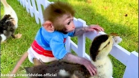 بچه میمون بامزه , برنامه کودک جدید , بچه میمون ، بازی با اردک ها