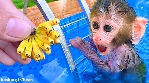 چالش بچه میمون :: بن بن و چیدن موز از مزرعه :: برنامه کودک جدید