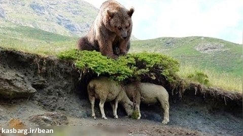 این خرس به گله گوسفندان نزدیک شد و بعد چه اتفاقی خواهد افتاد ؟ دنیای حیات وحش