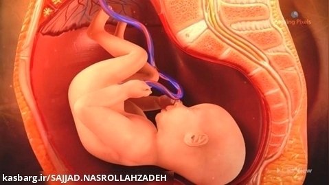 مراحل تکامل انسان در شکم مادر