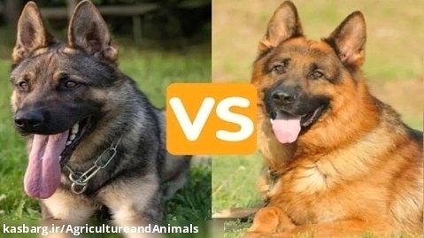 تفاوت سگ ژرمن شپرد ورک لاین با شولاین