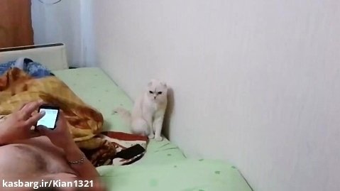 گربه ای که برای سرود روسیه می ایستد