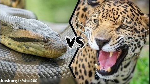 نبردهای هیجان انگیز حیوانات | جگوار vs مارپیتون | جذابترین مستند های حیات وحش