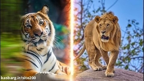جنگ و شکار حیوانات - نبرد ببرهای وحشی آمازون - حمله حیوانات وحشی