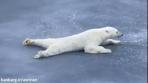 وقتی خرس باهوش از فیزیک برای عبور از روی رودخانه یخ زده استفاده می کند