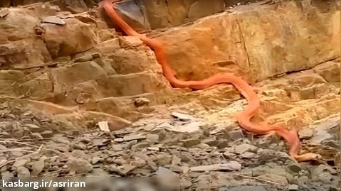 کشف یک مار غول پیکر 15 متری در عراق که سنگ های کوهستان را می بلعد