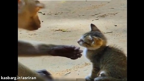 صحنه تکان دهنده محبت کردن یک میمون به بچه گربه تنها