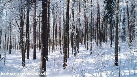 کلیپ طبیعت مسیر زیبای جنگلی زمستان 4k رایگان
