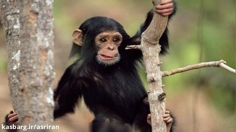 کمین ماهرانه شامپانزه برای شکار گوزن