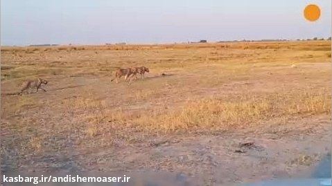 محاصره زرافه در حال نوشیدن آب توسط 20 شیر