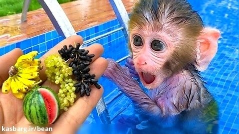 چالش بچه میمون _ برنامه کودک بچه میمون _ بن بن و خوردن میوه در استخر