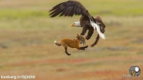 حیات وحش ؛ صحنه هایی از شکار عقاب هارپی ؛ مستند حیوانات