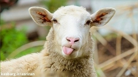 وقتی چوپان بیدار شد، دید که به خاطر گوسفندش ۳۰ هزار نفر او را فالو کردند