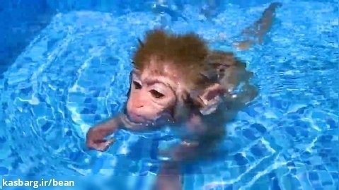 برنامه کودک بچه میمون _ میمون بازیگوش _ بن بن و شنا کردن _ سرگرمی کودک