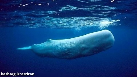 لحظاتی عجیب از خوابیدن نهنگ های غول پیکر در آب