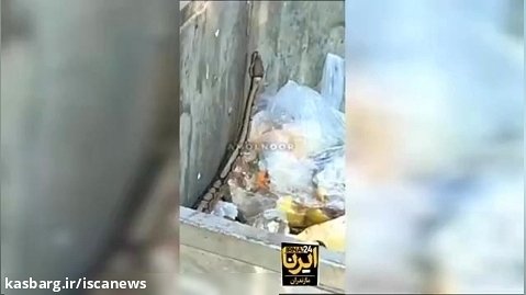 زنده گیری مار پیتون در سطل زباله در شهر آمل