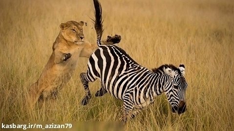 نبرد حیوانات وحشی - شکار قدرتمندانه گورخر توسط شیر ماده - حیات وحش