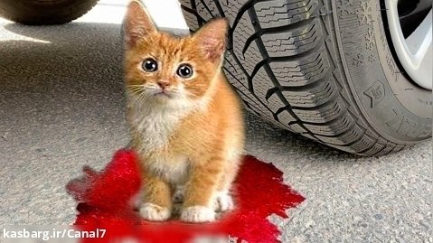 خرد کردن چیزهای نرم ترد با ماشین! - آزمایش: بچه گربه در مقابل ماشین